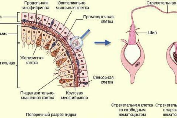 Кракен сайт нарк