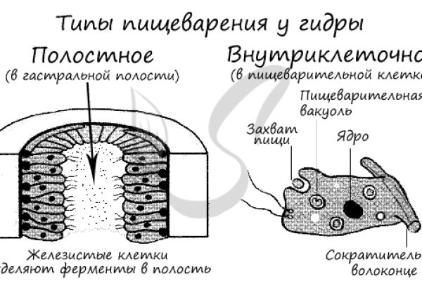 Кракен через тор браузер