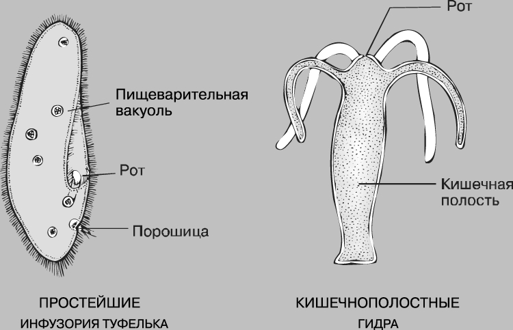 Кракен мефедрон
